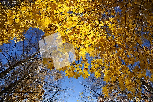 Image of Beautiful autumn trees and blue sky
