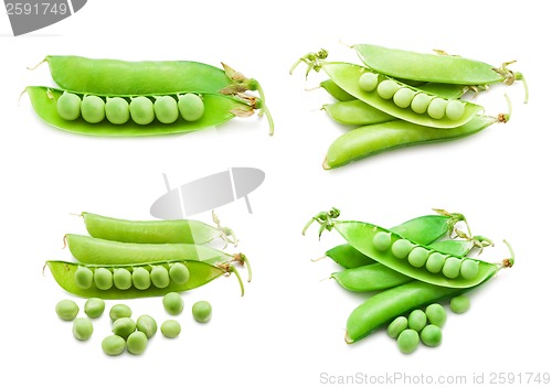 Image of Pea