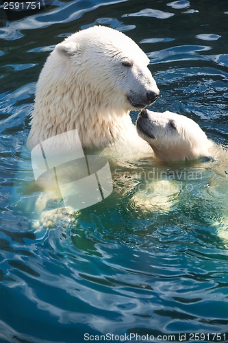 Image of Polar bear