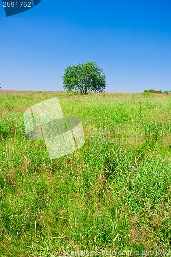 Image of Tree and field