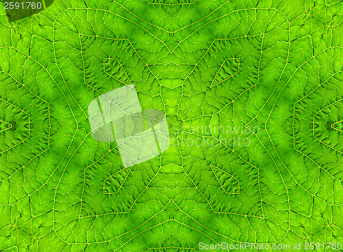 Image of Green leaf abstract pattern