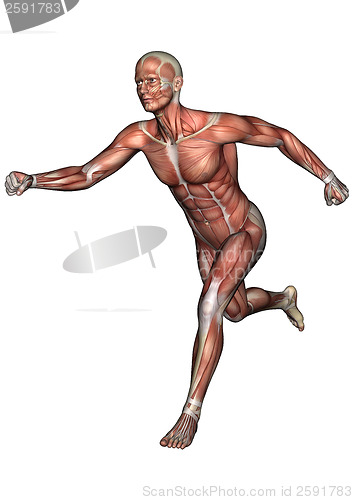 Image of Male Anatomy Figure