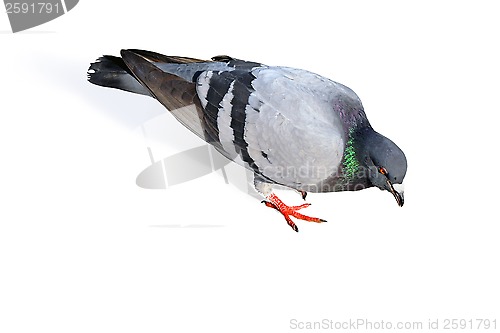 Image of Pigeon on white