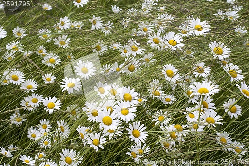Image of Field of daisies