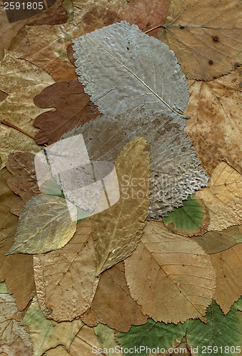 Image of two backgrounds of dry leaf