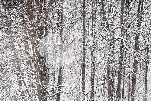 Image of Winter trees background