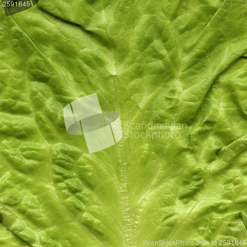 Image of lettuce background, salad