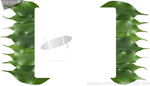 Image of ficus leaf frame