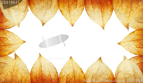 Image of frame of Physalis