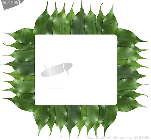 Image of ficus leaf frame
