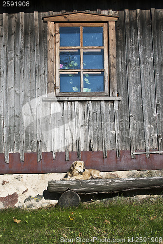 Image of dog on the bench