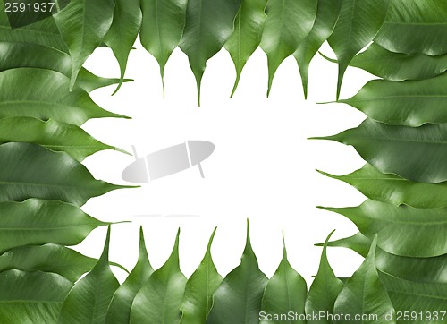 Image of ficus leaf frame