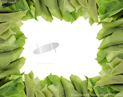 Image of wild apple leaf frame