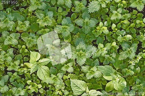 Image of green nettles, weeds background