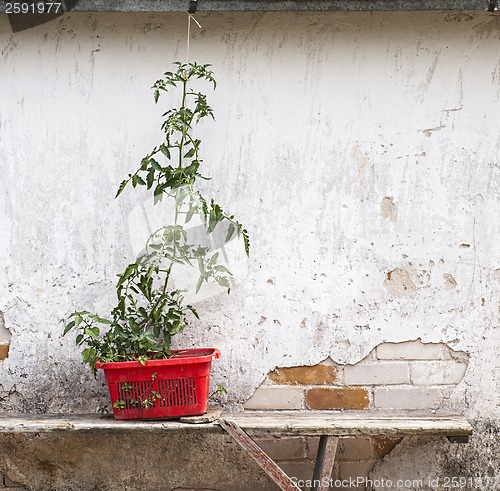 Image of tomato seedling on the bench