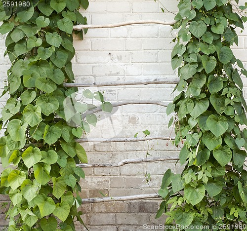 Image of Green creeper