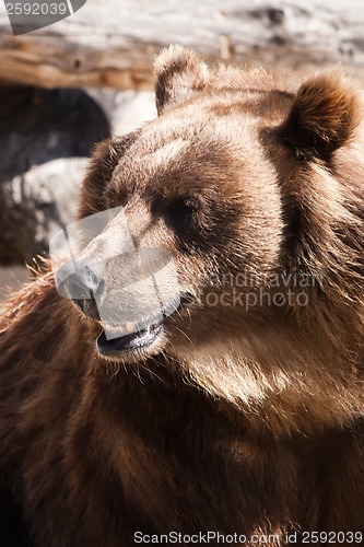 Image of Bear