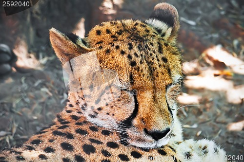Image of Cheetah