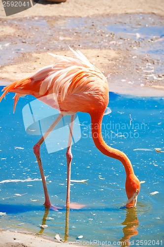 Image of Flamingo