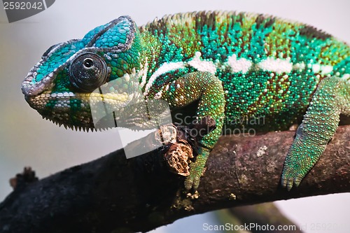 Image of Panther chameleon