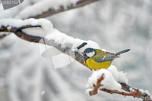 Image of Blue Tit in the snow on a tree