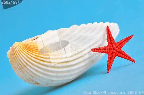Image of seashell and starfish