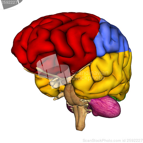 Image of Human Brain Diagram