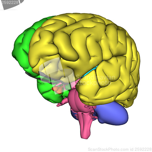 Image of Human Brain Diagram