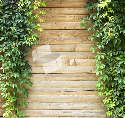 Image of Green creeper plant