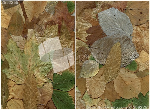 Image of two backgrounds of dry leaf