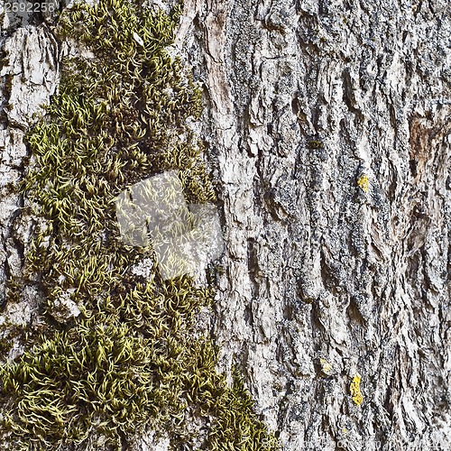 Image of moss on the tree bark