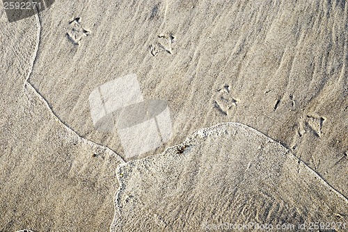 Image of Seagull's foot in the sand