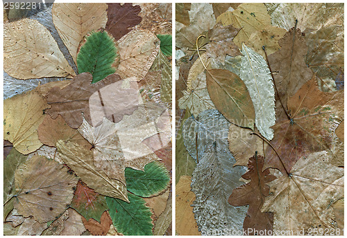 Image of two backgrounds of dry leaf