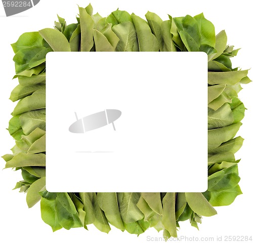 Image of wild apple leaf frame