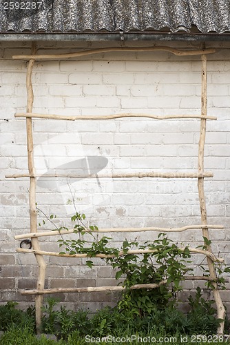 Image of Green creeper plant climbing a  ladder, wall  background