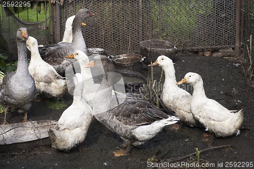 Image of goose and ducks on a farm