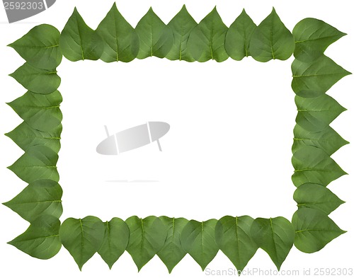 Image of Lilac leaf frame