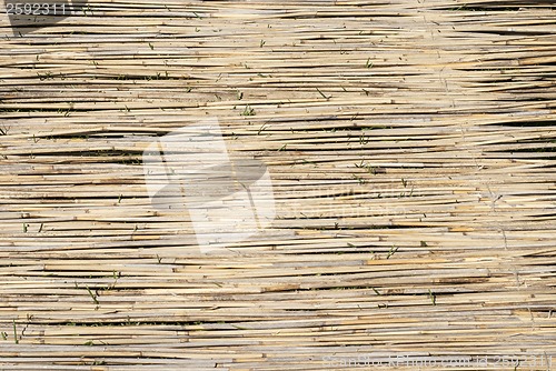 Image of Reeds on the grass