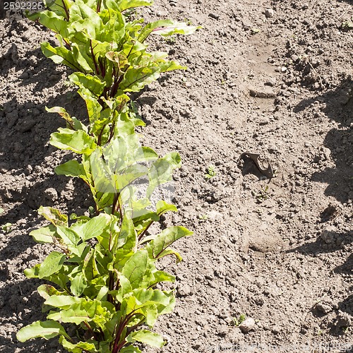 Image of young beetroots