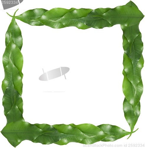 Image of ficus leaf frame