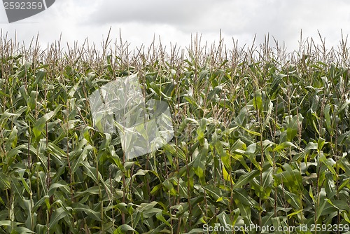 Image of A green field of corn