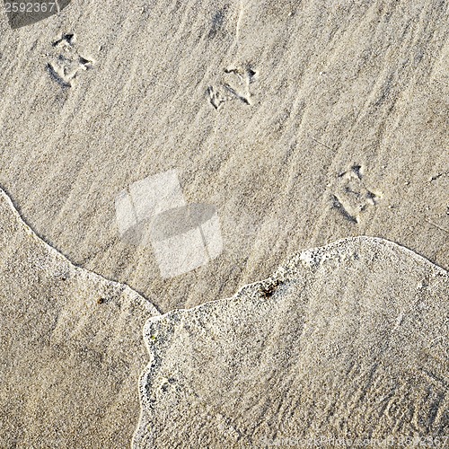 Image of Seagull's foot in the sand