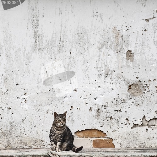 Image of cat sitting on the bench