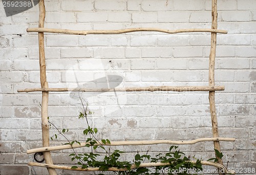 Image of Green creeper plant climbing a  ladder