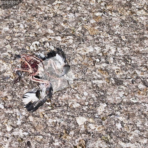 Image of dead pigeon