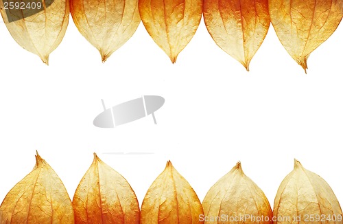 Image of frame of Physalis