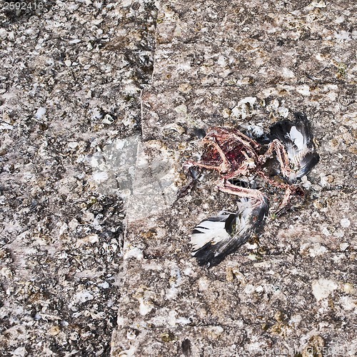 Image of dead pigeon sceleton