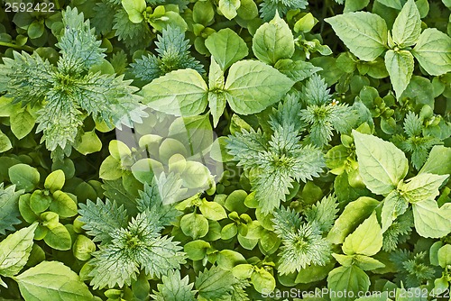 Image of green nettles