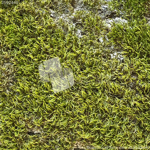 Image of moss on the tree bark