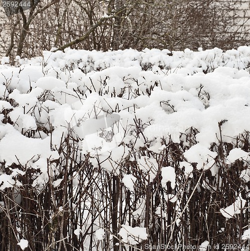 Image of bush under a snow